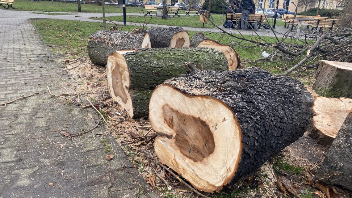 Gliwice wycięły najwięcej drzew w Metropolii
